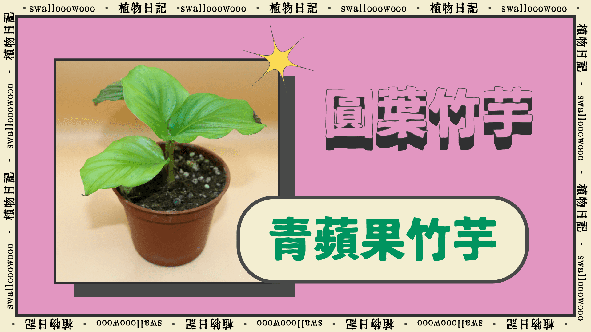 青蘋果竹芋 Calathea orbifolia-1920-1080-植物日記-swallooowooo