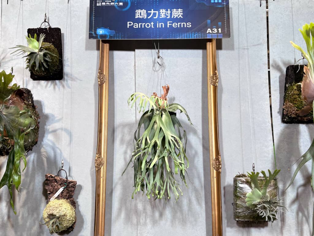 鵡力對蕨-植物展-艸植感台灣國際鹿角蕨大賞-swallooowooo-6099