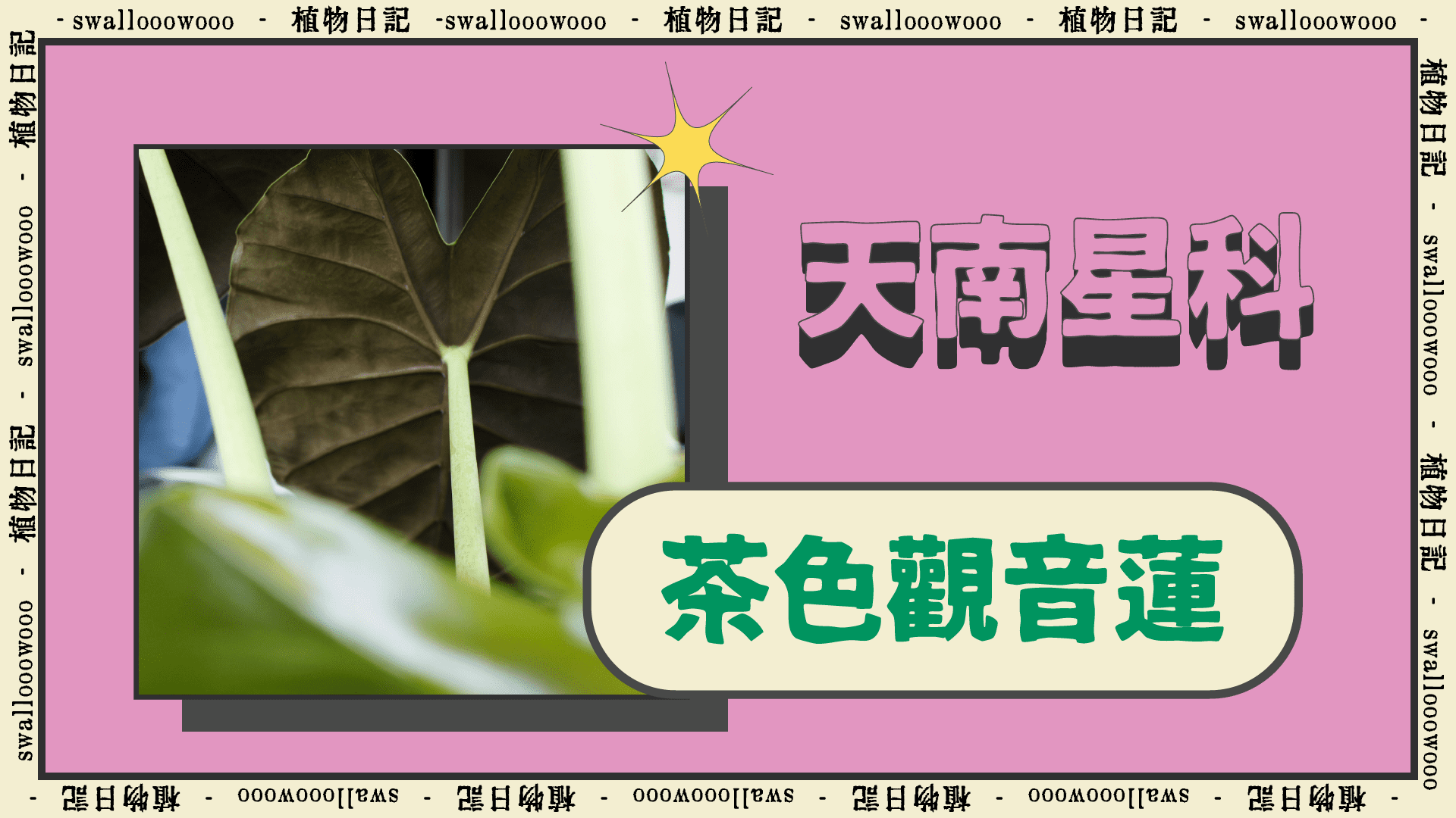 1920-1080-植物日記-茶色觀音蓮 Alocasia Wentii-swallooowooo